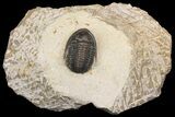 Dalejeproetus Trilobite - Uncommon Moroccan Proetid #154656-3